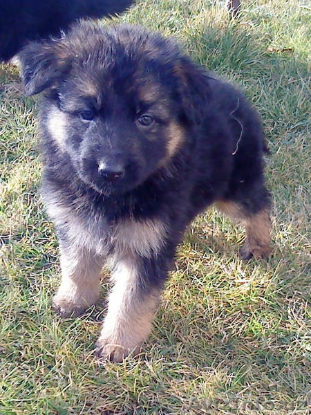 ЭЛИТНЫЕ ЩЕНКИ НЕМЕЦКОЙ ОВЧАРКИ - Изображение #3, Объявление #156137