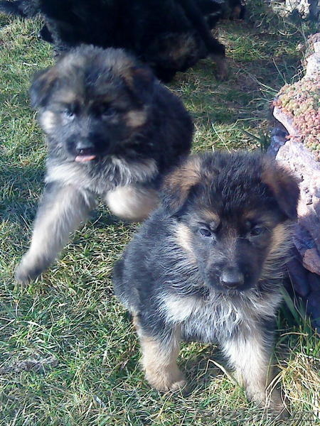 ЭЛИТНЫЕ ЩЕНКИ НЕМЕЦКОЙ ОВЧАРКИ - Изображение #4, Объявление #156137