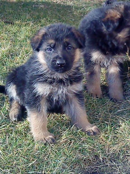 ЭЛИТНЫЕ ЩЕНКИ НЕМЕЦКОЙ ОВЧАРКИ - Изображение #5, Объявление #156137