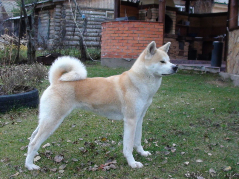 Щенки Акита-Ину - Изображение #3, Объявление #199095