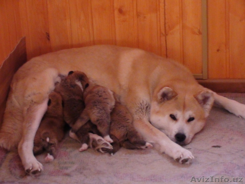 Щенки Акита-Ину - Изображение #6, Объявление #199095