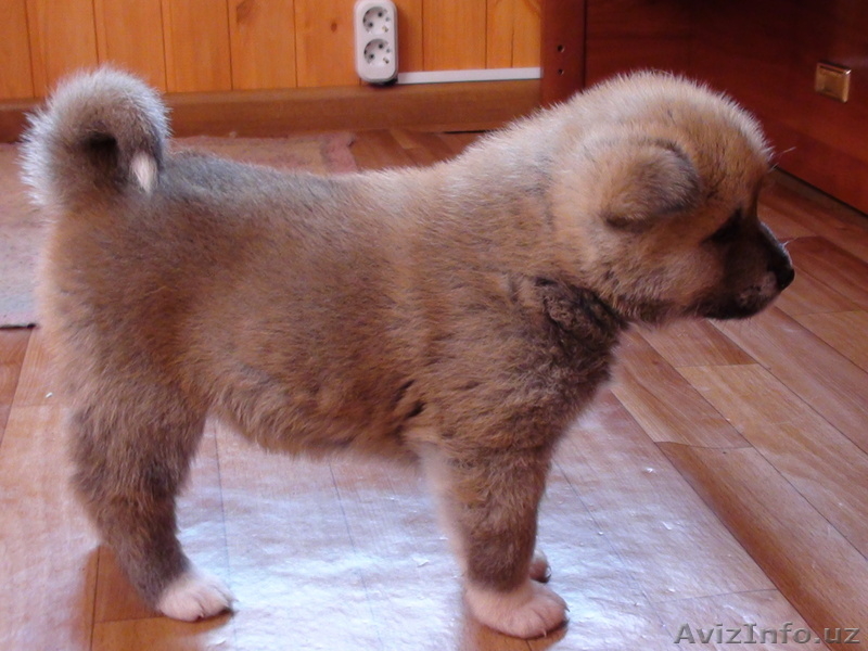 Щенки Акита-Ину - Изображение #7, Объявление #199095