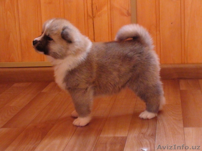 Щенки Акита-Ину - Изображение #9, Объявление #199095