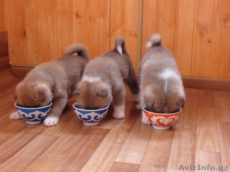 Щенки Акита-Ину - Изображение #10, Объявление #199095