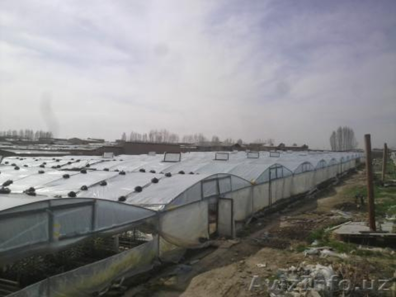 теплица в назарбеке - Изображение #3, Объявление #208591