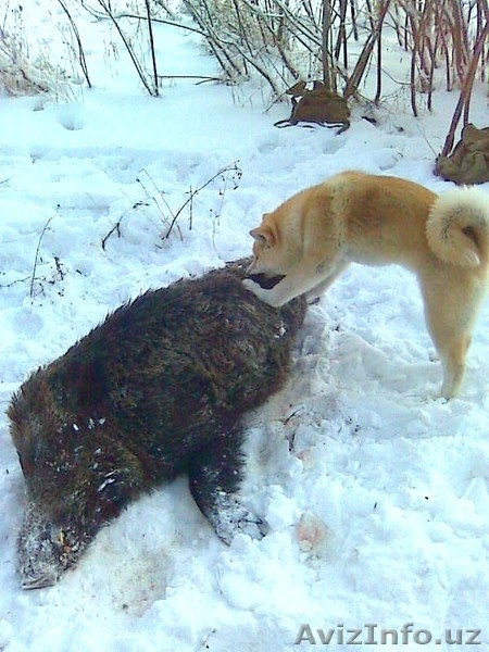 Щенки Акита-Ину - Изображение #5, Объявление #199095