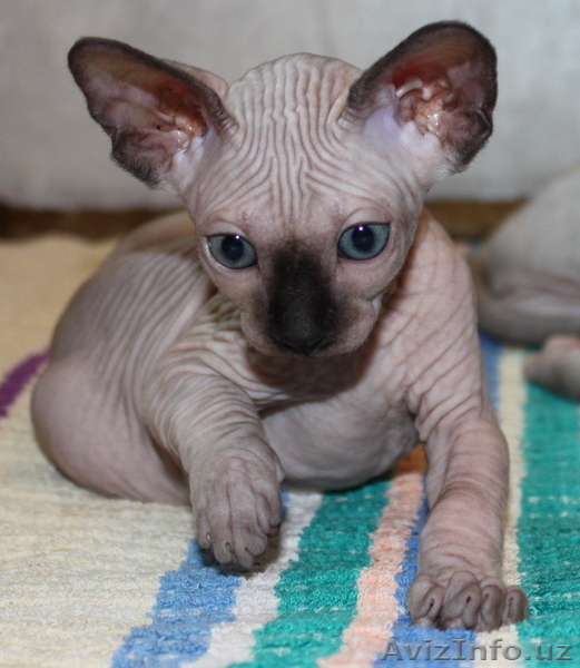 Канадский сфинкс - Изображение #3, Объявление #194088