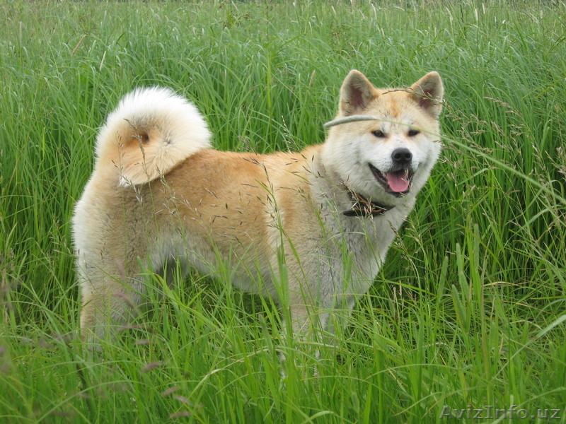 Щенки Акита-Ину - Изображение #4, Объявление #199095