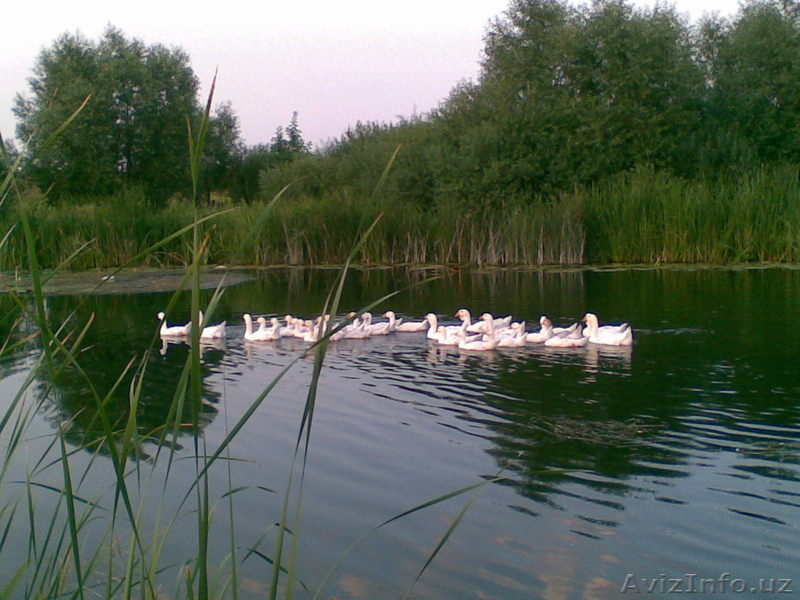 В Курской области в деревне у реки земля и дом. - Изображение #7, Объявление #242391