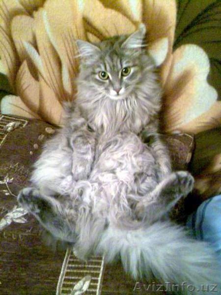 котята -симпотята - Изображение #3, Объявление #242383