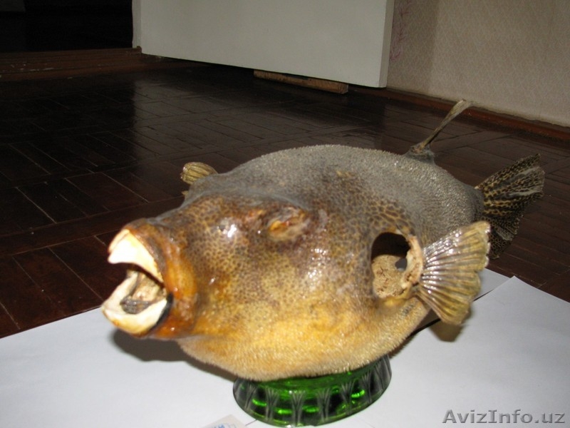 Коллекционирование  - Изображение #3, Объявление #263185