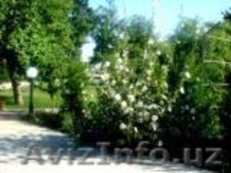 Сдаю свою дачу в аренду! Шикарно,недалеко от г.Ташкента цена приемлима - Изображение #5, Объявление #290723