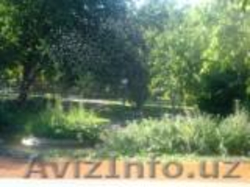 Сдаю свою дачу в аренду! Шикарно,недалеко от г.Ташкента цена приемлима - Изображение #7, Объявление #290723