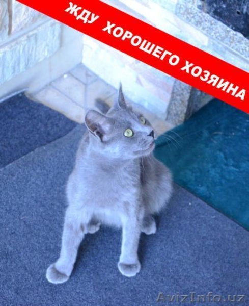 ЖДУ ХОРОШЕГО ХОЗЯИНА!!! - Изображение #3, Объявление #325119