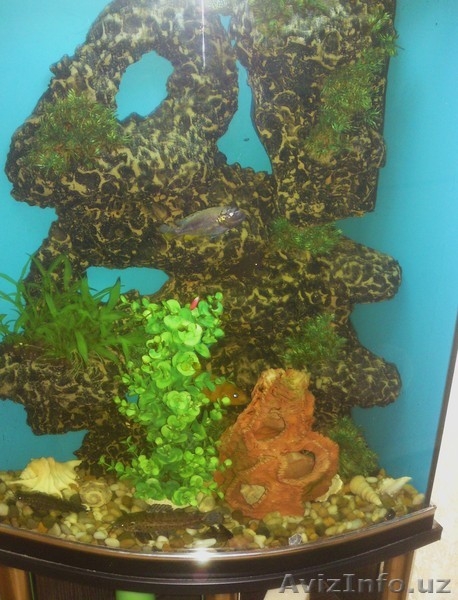 Продаю новый видовой аквариум - Изображение #3, Объявление #365832
