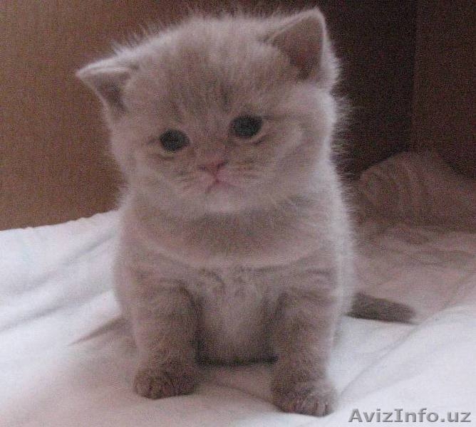 Британские котята - Изображение #2, Объявление #380997