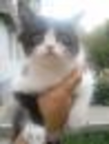 ОТДАЮ  КОТЯТ в хорошие руки. - Изображение #3, Объявление #410927