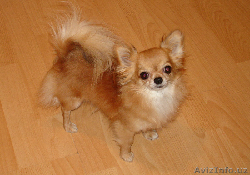 Продажа чихуахуа в Минске - Изображение #3, Объявление #415198
