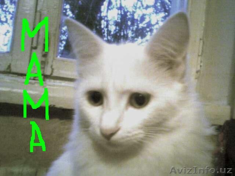 ОТДАЮ  БЕЛУЮ АНГОРКУ в хорошие руки. - Изображение #3, Объявление #410938