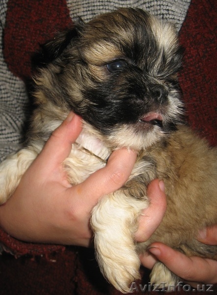 Маленькие Щенки Лхаса Апсо - Изображение #3, Объявление #407357