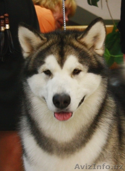 Щенки аляскинского маламута с родословной - Изображение #4, Объявление #465263
