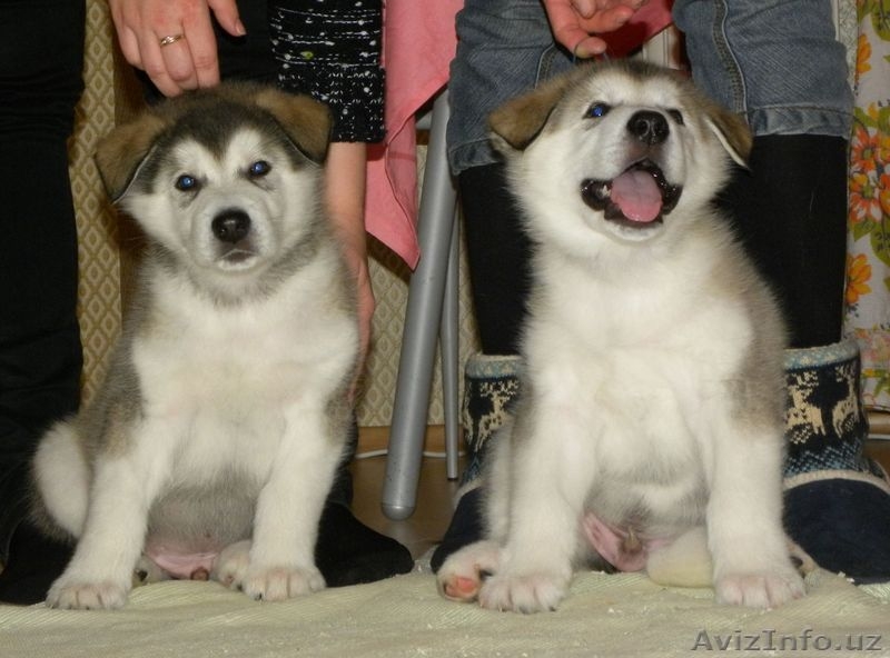 Щенки аляскинского маламута с родословной - Изображение #3, Объявление #465263