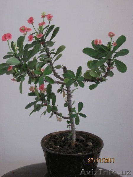 продаем неприхотливые комнатные цветы  - Изображение #3, Объявление #476639