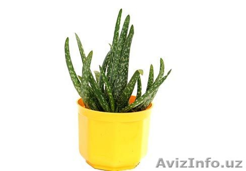 Алоэ, столетник (Aloe)  Семейство: Алоэвидные   - Изображение #3, Объявление #519580
