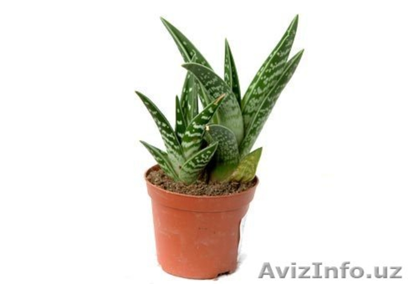 Алоэ, столетник (Aloe)  Семейство: Алоэвидные   - Изображение #4, Объявление #519580