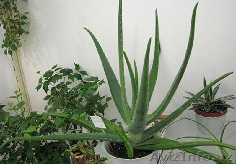 Алоэ, столетник (Aloe)  Семейство: Алоэвидные   - Изображение #5, Объявление #519580