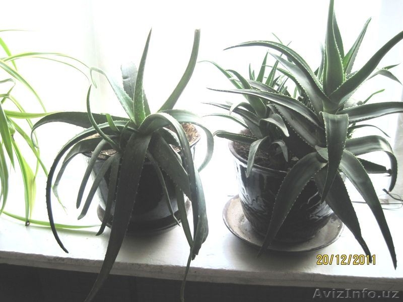 Алоэ, столетник (Aloe)  Семейство: Алоэвидные   - Изображение #6, Объявление #519580