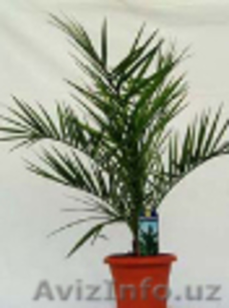 Рассада финиковых пальм - Изображение #3, Объявление #543457