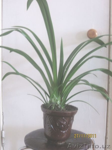 продаем неприхотливые комнатные цветы  - Изображение #4, Объявление #476639