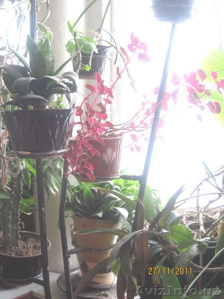 продаем неприхотливые комнатные цветы  - Изображение #5, Объявление #476639