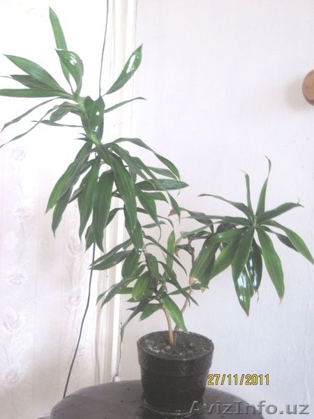 продаем неприхотливые комнатные цветы  - Изображение #6, Объявление #476639