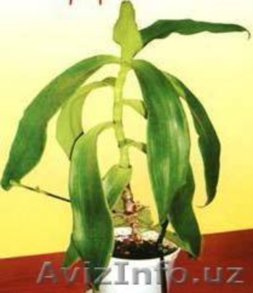 продаем неприхотливые комнатные цветы  - Изображение #7, Объявление #476639