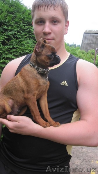 пти брабансона щенков продаю - Изображение #3, Объявление #570269