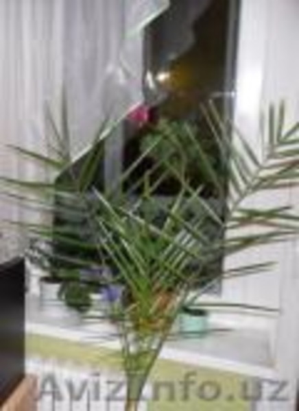 Саженцы роз, финиковых пальм и т.д. - Изображение #3, Объявление #611341