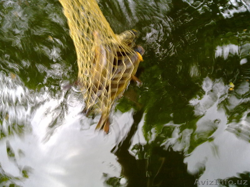  Сдается дача на берегу Каранкуля (Чарвак) - Изображение #3, Объявление #666292