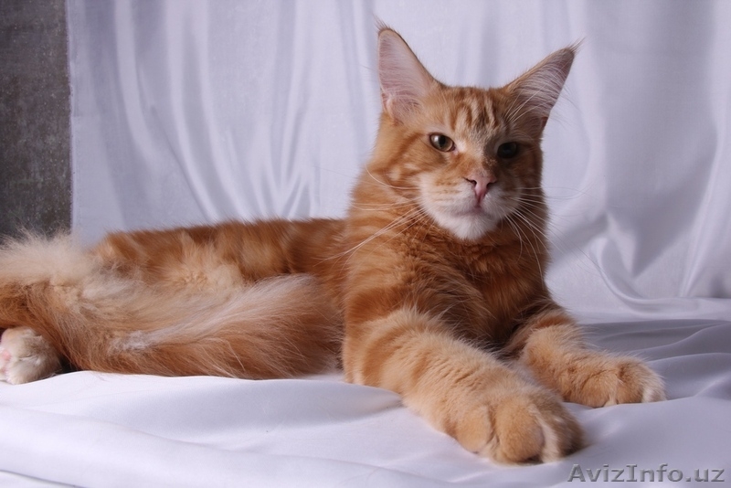 Клубные котята мейн-кун из питомника - Изображение #3, Объявление #676288