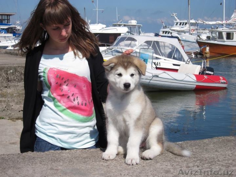 ЩЕНКИ АЛЯСКИНСКОГО МАЛАМУТА - Изображение #3, Объявление #703988