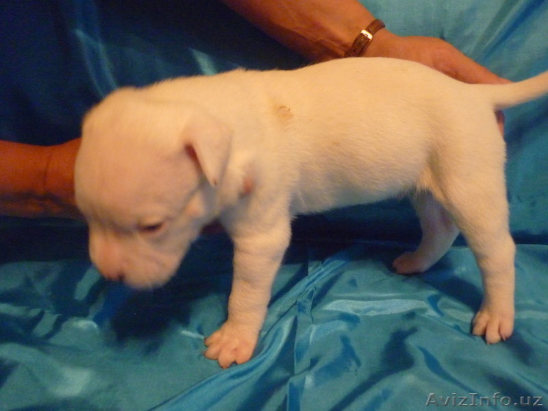 Американский бульдог-щенки - Изображение #3, Объявление #733472