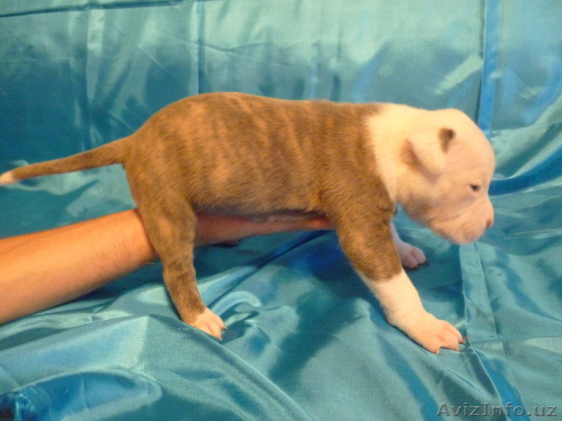 Американский бульдог-щенки - Изображение #4, Объявление #733472