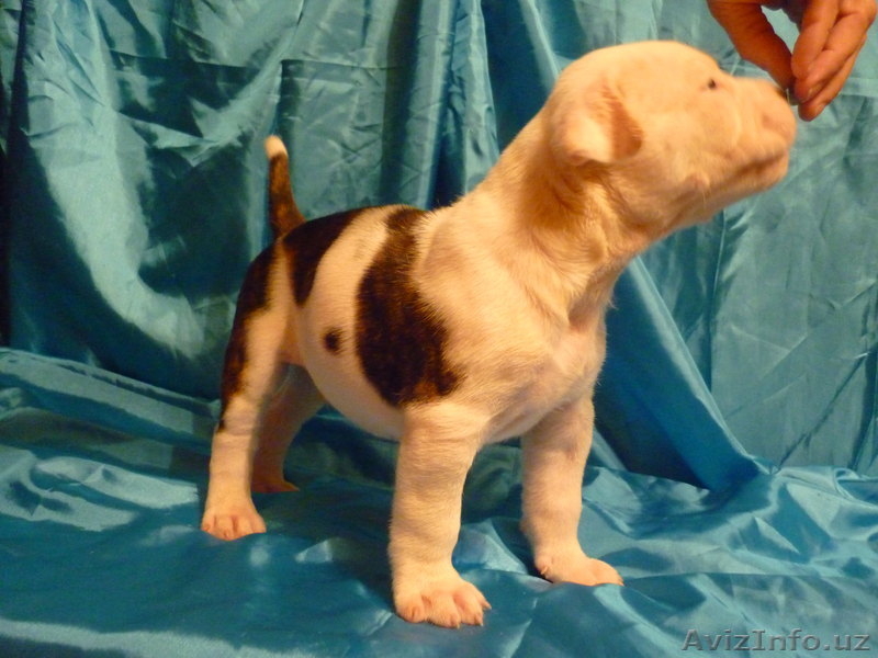 Американский бульдог-щенки - Изображение #5, Объявление #733472