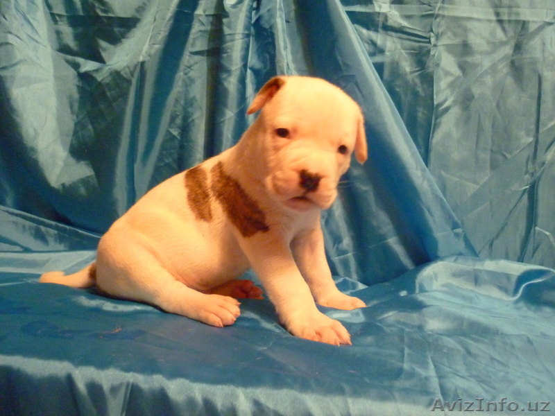 Американский бульдог-щенки - Изображение #6, Объявление #733472