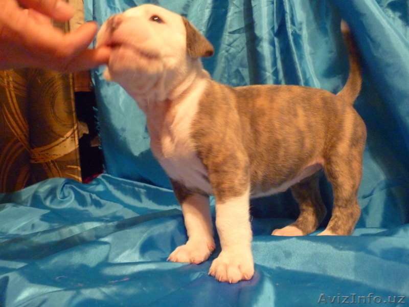 Американский бульдог-щенки - Изображение #7, Объявление #733472