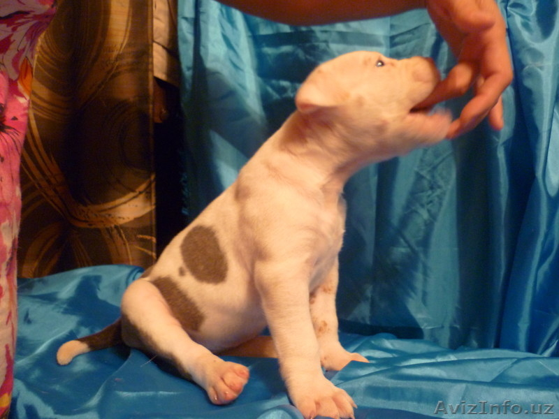 Американский бульдог-щенки - Изображение #8, Объявление #733472