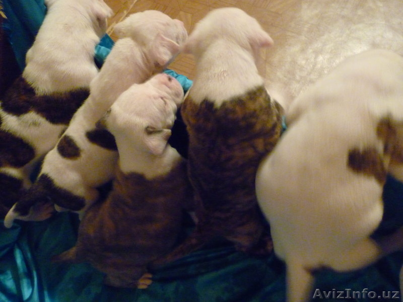 Американский бульдог-щенки - Изображение #9, Объявление #733472