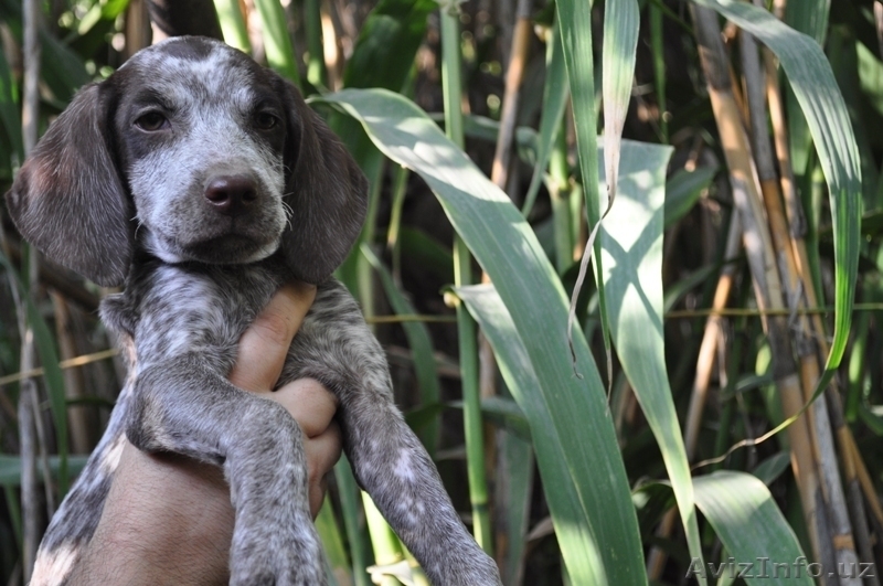 Щенки Курцхаара - Изображение #3, Объявление #758770