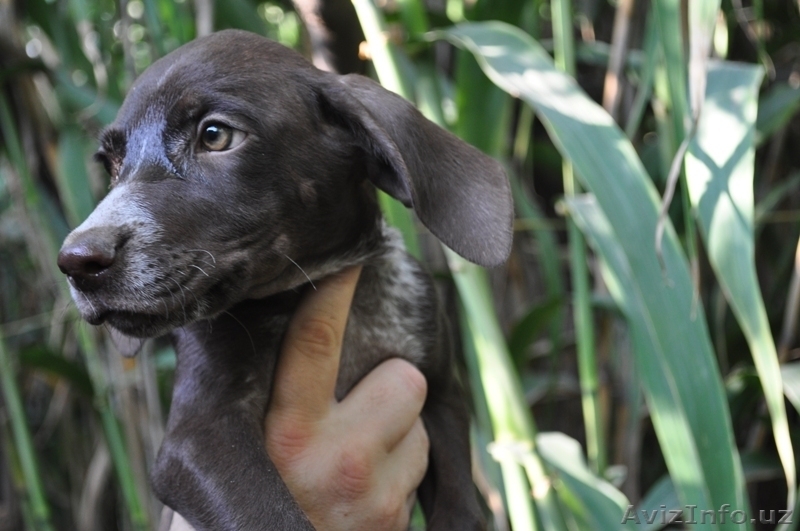 Щенки Курцхаара - Изображение #4, Объявление #758770